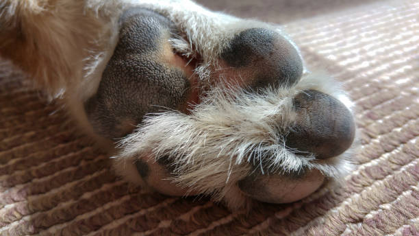 Dog paw as a miracle of nature pets tear gas photos stock pictures, royalty-free photos & images
