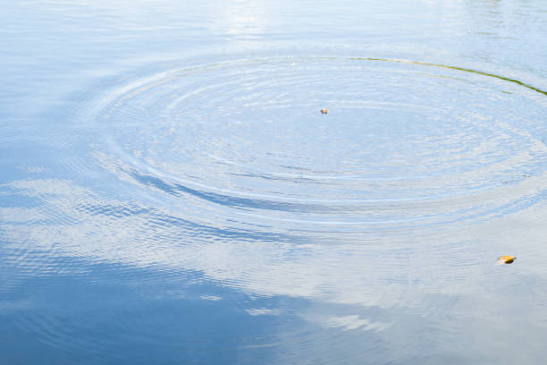 istock Leaves falling on the surface in the evening. 1064988022