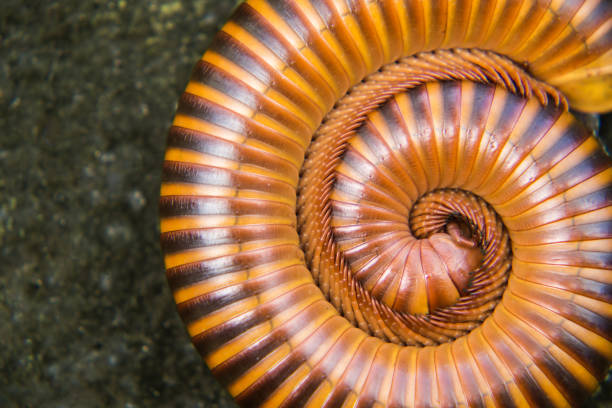 istock Millipede curled up on the ground. 1064991348