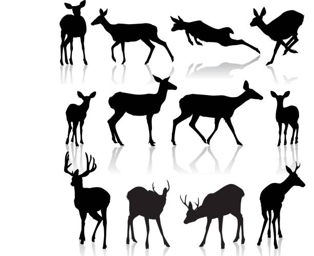 Deer Silhouettes  fawn young deer stock illustrations