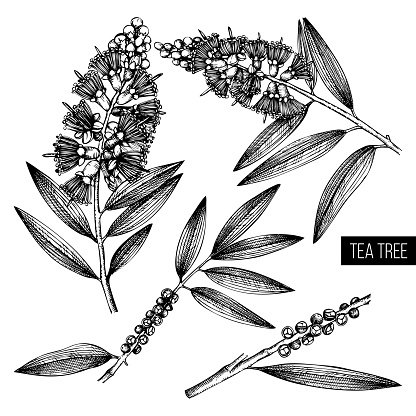 Tea Tree Vector Drawing Stock Illustration - Download Image Now ...