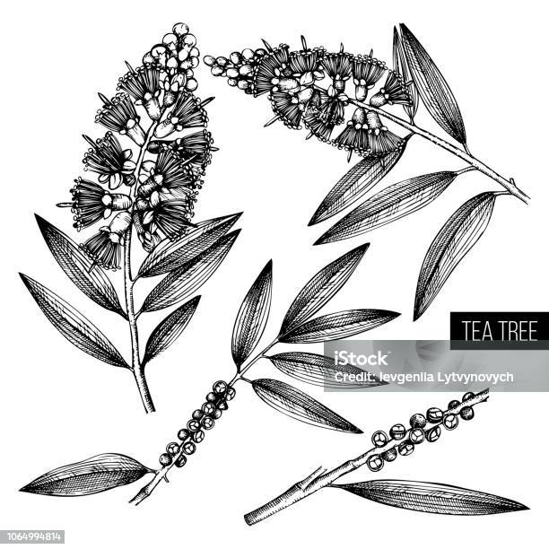 Vector Tea Tree Pictures Tea Tree Vector Drawing Stock Illustration - Download Image Now ...