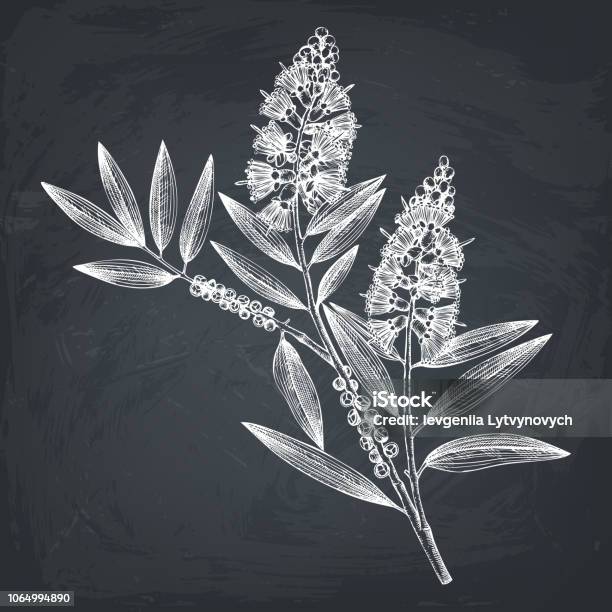 Vector Tea Tree Pictures Tea Tree Vector Drawing On Chalkboard Stock Illustration - Download ...