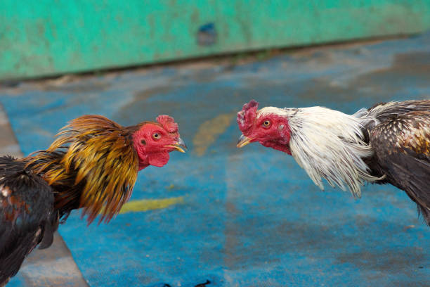 Confrontation of fighting cock in Thailand.