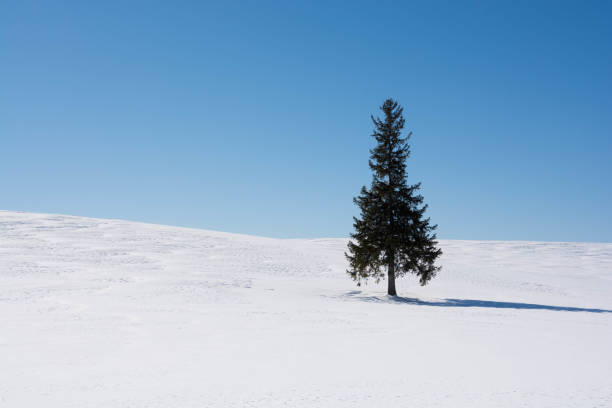 istock Pain tree on the snowy field and bule sky in Biei 1064999824