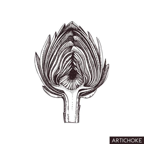 артишок вектор рисунок - artichoke stock illustrations