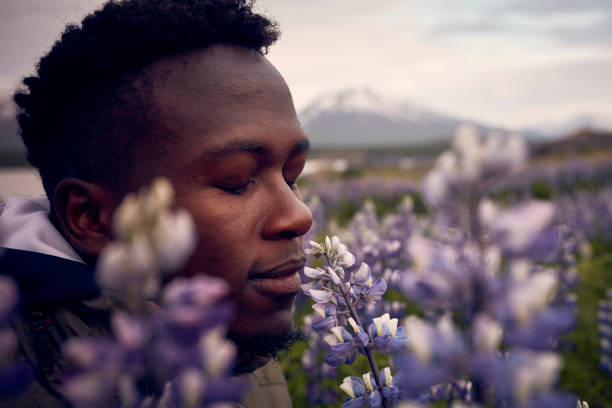 African ethnicity man admiring blooming lupine flowers Icelandic summer with blooming lupines. Man enjoying nature scene scented stock pictures, royalty-free photos & images