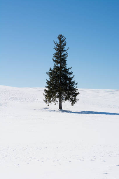 istock Pain tree on the snowy field and bule sky in Biei 1065000130