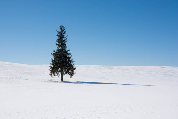 istock Pain tree on the snowy field and bule sky in Biei 1065000210
