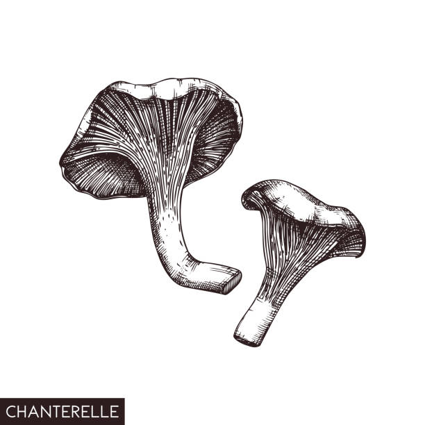 illustrations, cliparts, dessins animés et icônes de champignons vecteurs de dessin - chanterelle