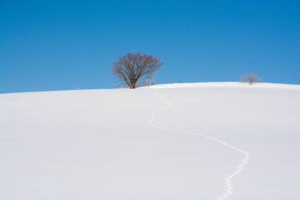 istock Footprints of wildlife and blue sky 1065000254