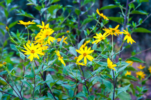 helianthus tuberosus - topinambur - jerusalemartischocke stock-fotos und bilder