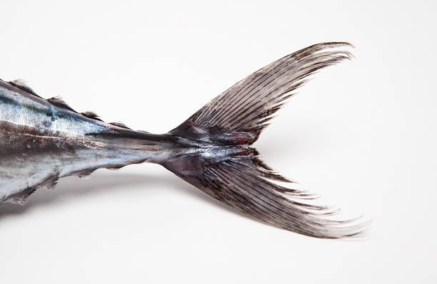 Organic fish on white background.