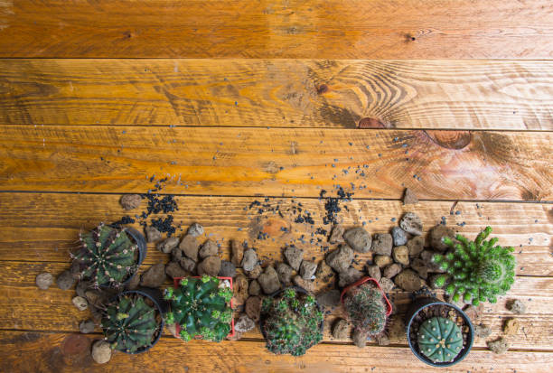 istock Cactus variety on vintage wooden floor. 1065005548