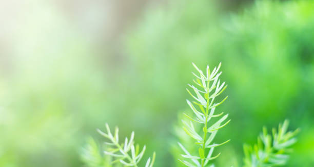 istock Close up small green leaves 1065007140