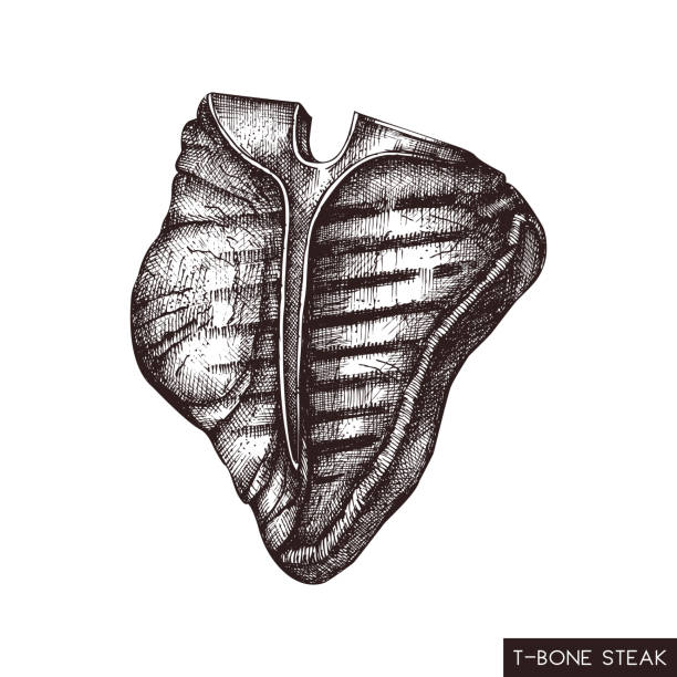 t-bone steak zeichnen - filet mignon illustrations stock-grafiken, -clipart, -cartoons und -symbole