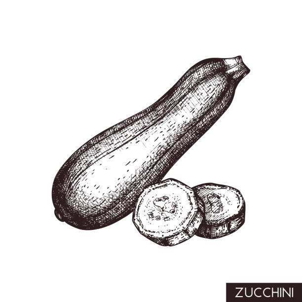 ilustrações de stock, clip art, desenhos animados e ícones de zucchini vector drawings - zucchini