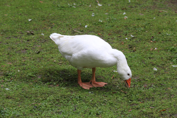 istock Alone Geese on a meadow in a farm 1065010302