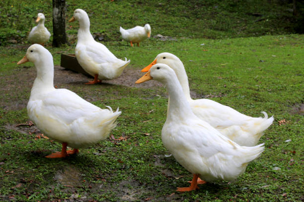 istock Geese on a green pasture in farm 1065010308