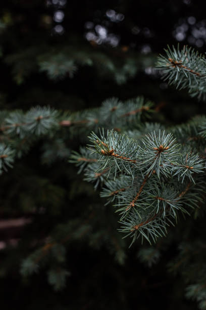 istock close up view of fir tree branches background 1065013410
