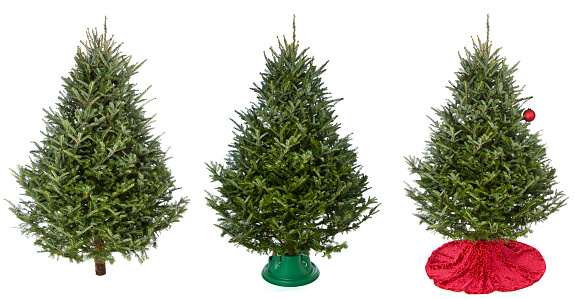 Christmas real pine trees isolated on white in progression