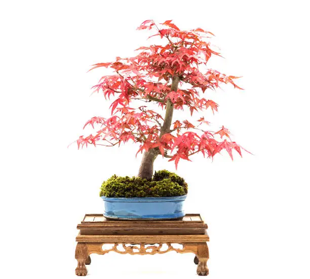 Photo of Japanese maple bonsai