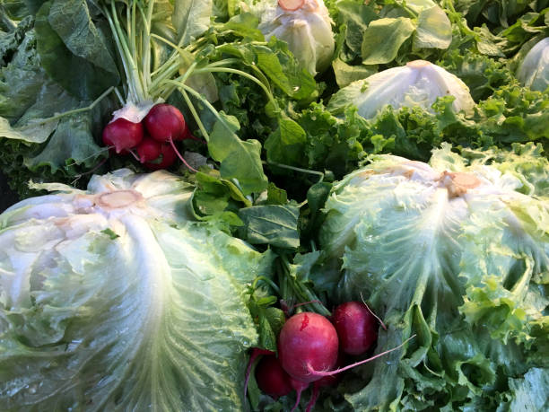 frutería, hortalizas orgánicas - radish vegetable farmers market gardening fotografías e imágenes de stock