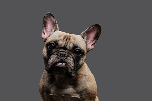 Close-up photo of a growling pug. Isolated on a gray background.