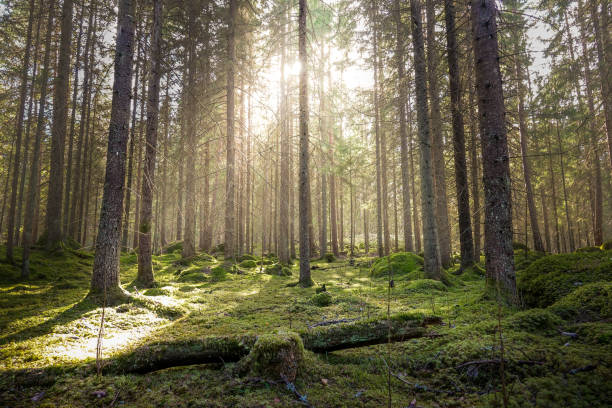 istock Natural mossy green forest of spruce trees. 1065028544