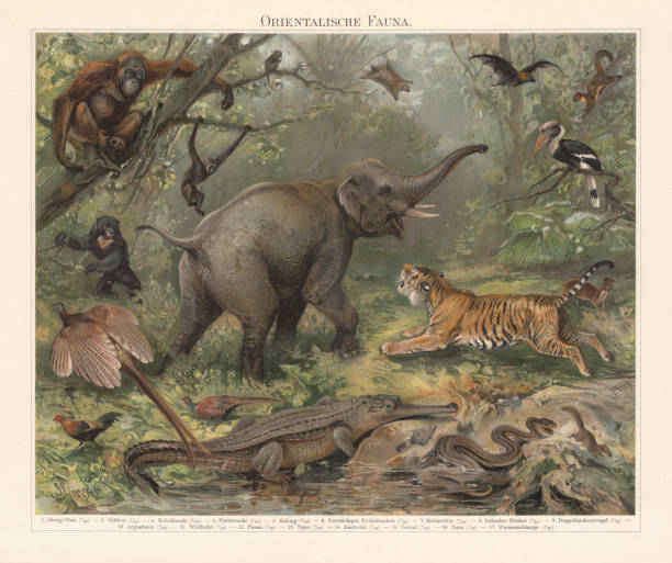 Asian wildlife, chromolithograph, published in 1897 Asian wildlife: 1) Orang-Utan (Pongo); 2) Gibbon (Hylobatidae); 3) Tarsier (Tarsiidae); 4) Colugo (Dermoptera); 5) Large flying fox (Pteropus vampyrus); 6) Black giant squirrel (Ratufa bicolor); 7) Page semi-protected
Sun bear (Helarctos malayanus); 8) Indian elephant (Elephas maximus indicus); 9) Great hornbill (Buceros bicornis); 10) Great argus (Argusianus argus); 11) Red junglefowl (Gallus gallus); 12) Common pheasant (Phasianus colchicus); 13) Tiger (Panthera tigris); 14) Lesser Malay chevrotain (Tragulus kanchil); 15) Gharial (Gavialis gangeticus); 16) Large treeshrew (Tupaia tana); 17) Elephant Trunk Snake (Acrochordus javanicus). Chromolithograph, published in 1897 gallus gallus stock illustrations