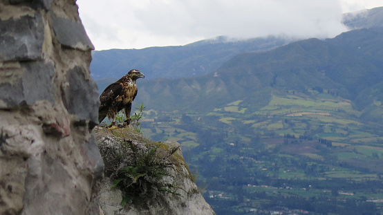 Eagle guarding the valley