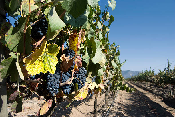 Vineyard stock photo