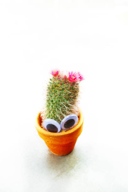 istock Small cactus with googly eyes on the table, Top view 1065041956