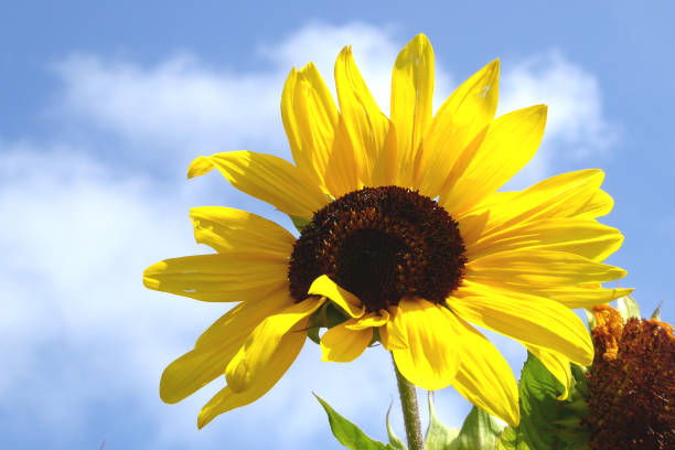 istock Sunflower with blue sky 1065042118