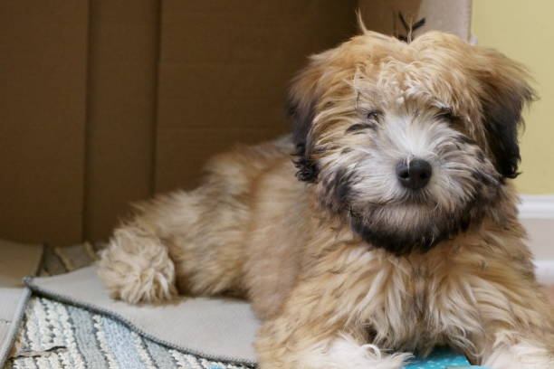 une pure race wheaten terrier chiot chien. - irish terrier terrier dog puppy photos et images de collection