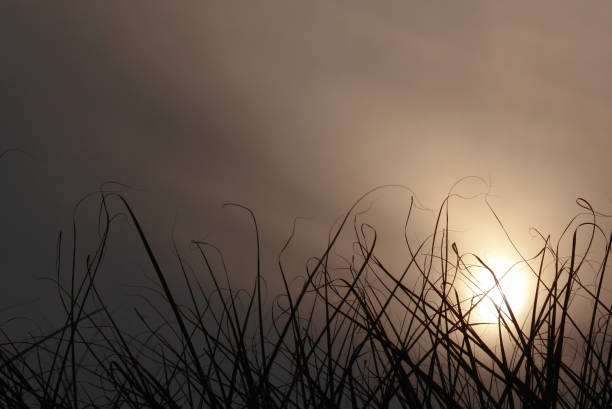 Beautiful sunset in orange yellow colours over the grasses.
