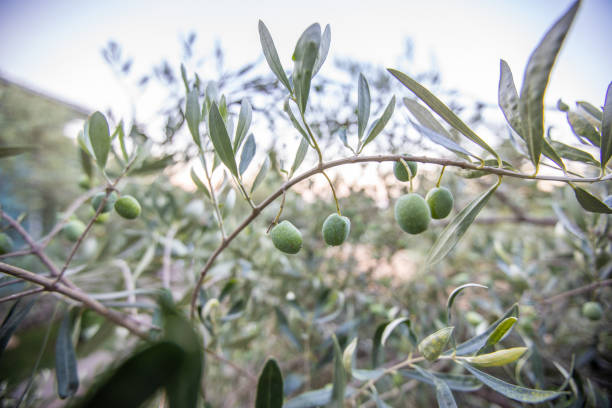 istock Olive branch and tree, greek olive  field 1065043386