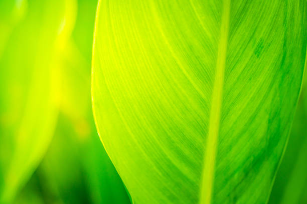 istock Soft blurred green leafs in sunlight. Natural green background 1065043602