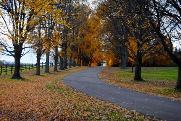 istock Colorful Fall Leaves on winding tree lined road (left edge) at Knox State Park 1065044180