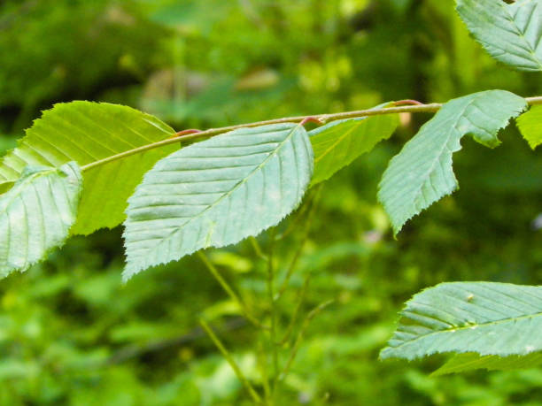 istock Close up of beech leaves. 1065046008