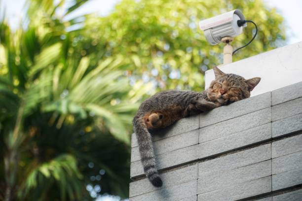 kot wygląda jak strażnik, ale śpi w pobliżu kamery cctv. - office park audio zdjęcia i obrazy z banku zdjęć