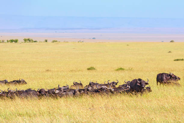 istock Savanna landscape with resting African buffalos herd in the grass 1065049436