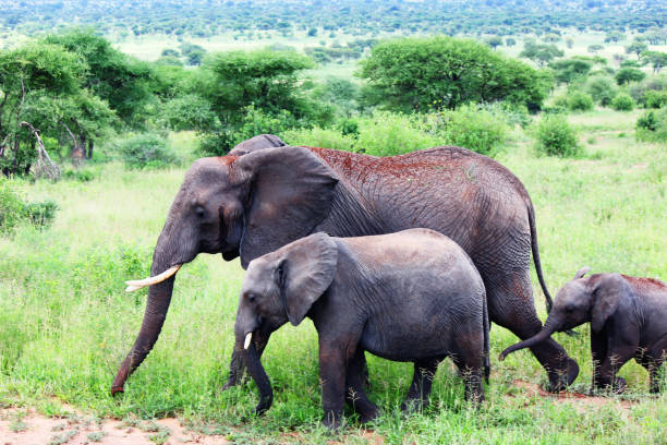 istock African elephant family 1065049568