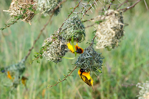 Village weaver birds at their woven nests