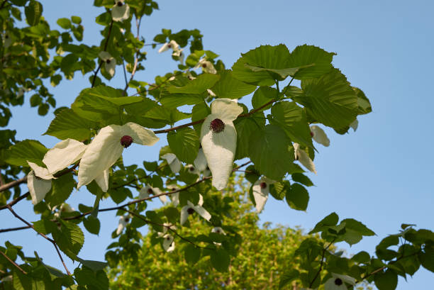 davidia involucrata - tupelo tree 뉴스 사진 이미지