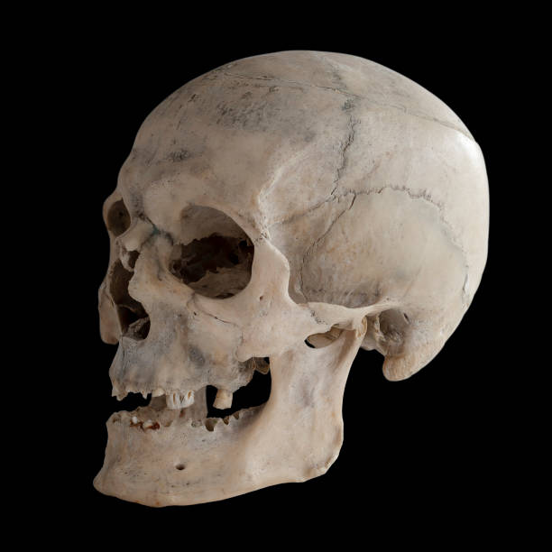 istock Real human skull, close up. 1065054398