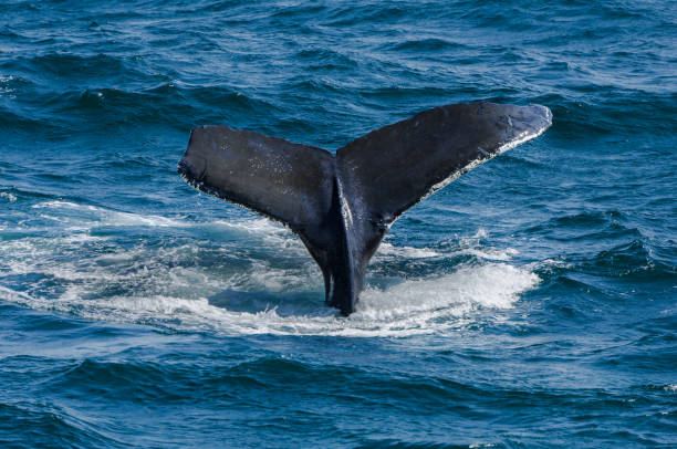 istock Whale tail in the ocean 1065062200