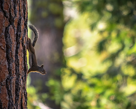 A squirrel climbing in a tree, carefully climbing through all branches, making sure it does not fall down.