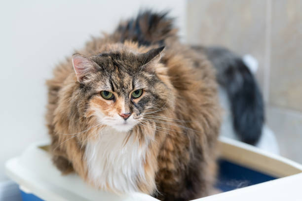 calico maine coon cat overweight constipated sick after megacolon, enema, trying to go to the bathroom in blue litter box at home sad looking eyes - large cat imagens e fotografias de stock