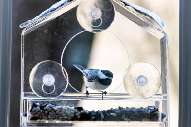 istock One small chickadee bird sitting perched on plastic glass window feeder, sunny day, looking in evening in Virginia, eating sunflower seeds 1065075126